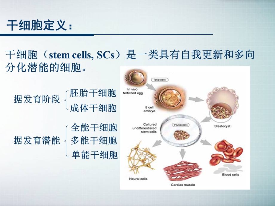 干细胞的基础研究与临床应用.ppt_第3页