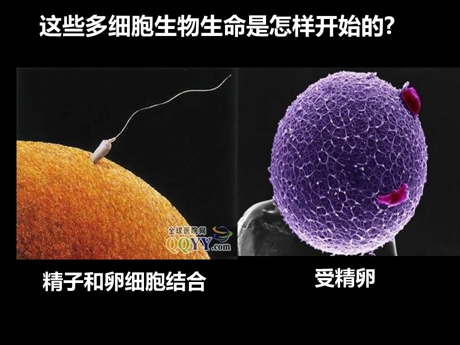 第二节--动物体的结构层次ppt课件.ppt_第3页