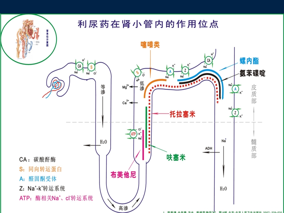 托拉塞米的临床应用.ppt_第3页