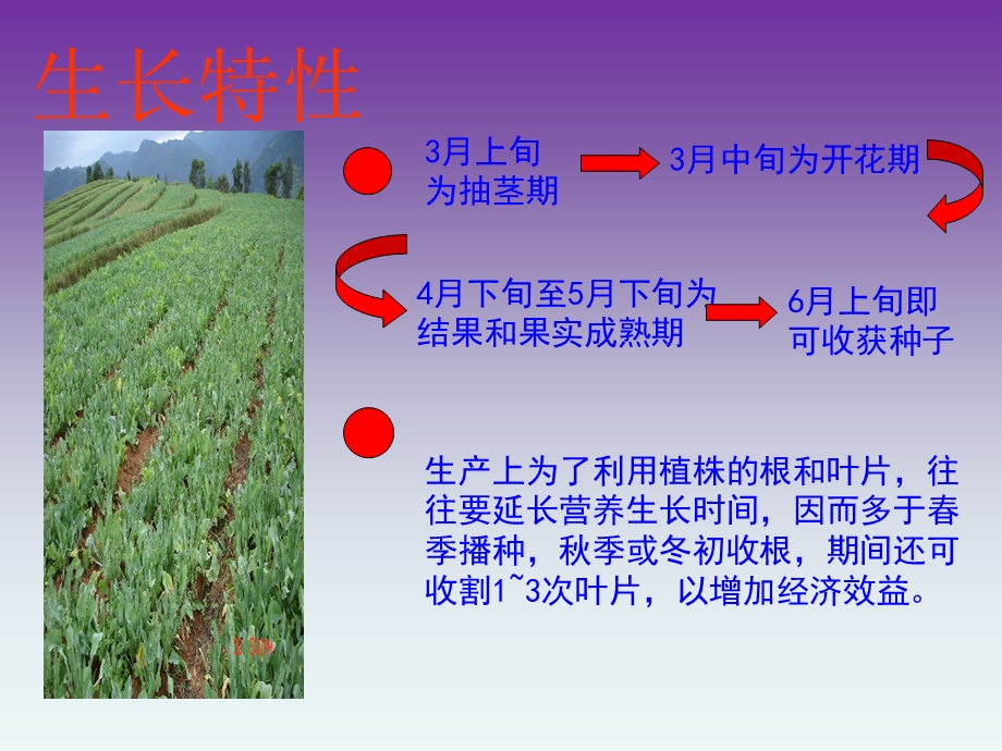 板蓝根栽培与加工技术.ppt_第3页