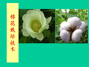 棉花栽培技术(培训).ppt