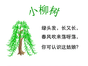 《小柳树和小枣树》优秀课件.ppt