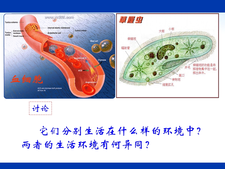 yong生物：3.1《细胞生活的环境》课件.ppt_第3页