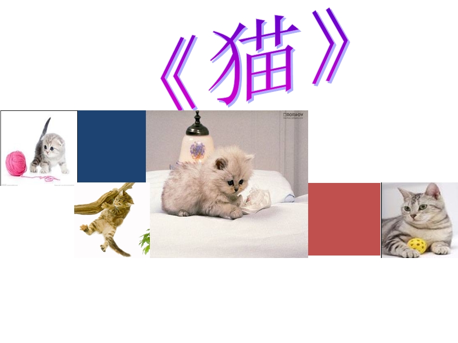 《猫》说课稿课件.ppt_第1页