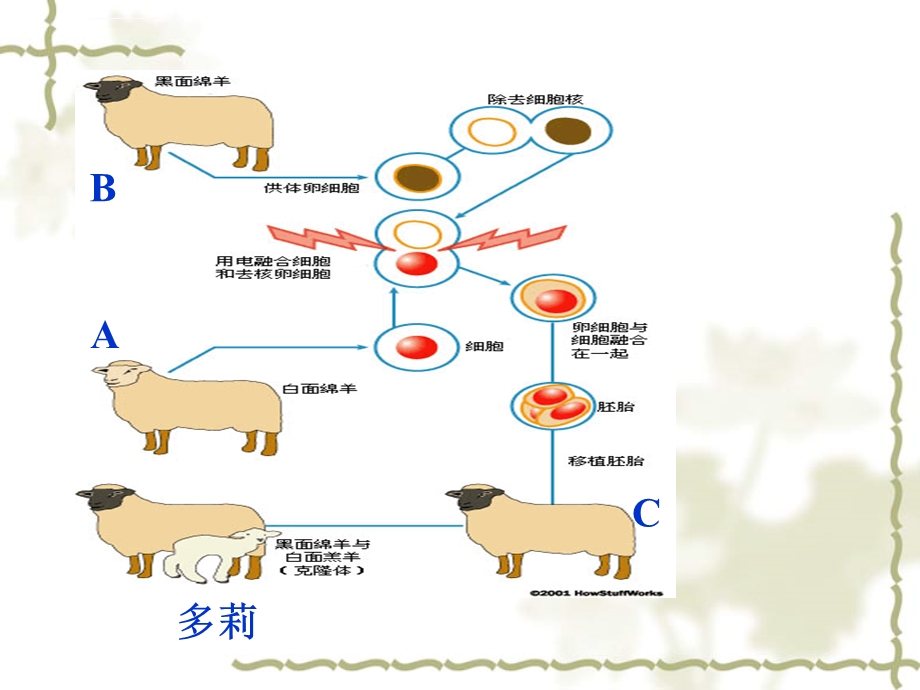 北师大版八年级生物上册第20章第2节性状遗传的物质基础-课件.ppt_第3页