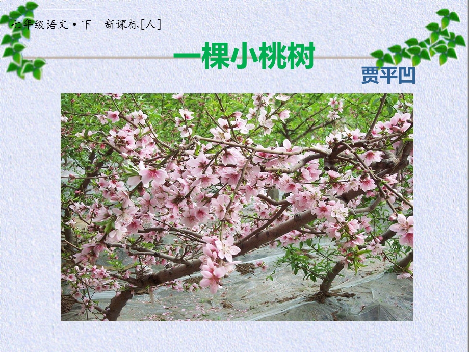 18课《一棵小桃树》-课件.ppt_第1页