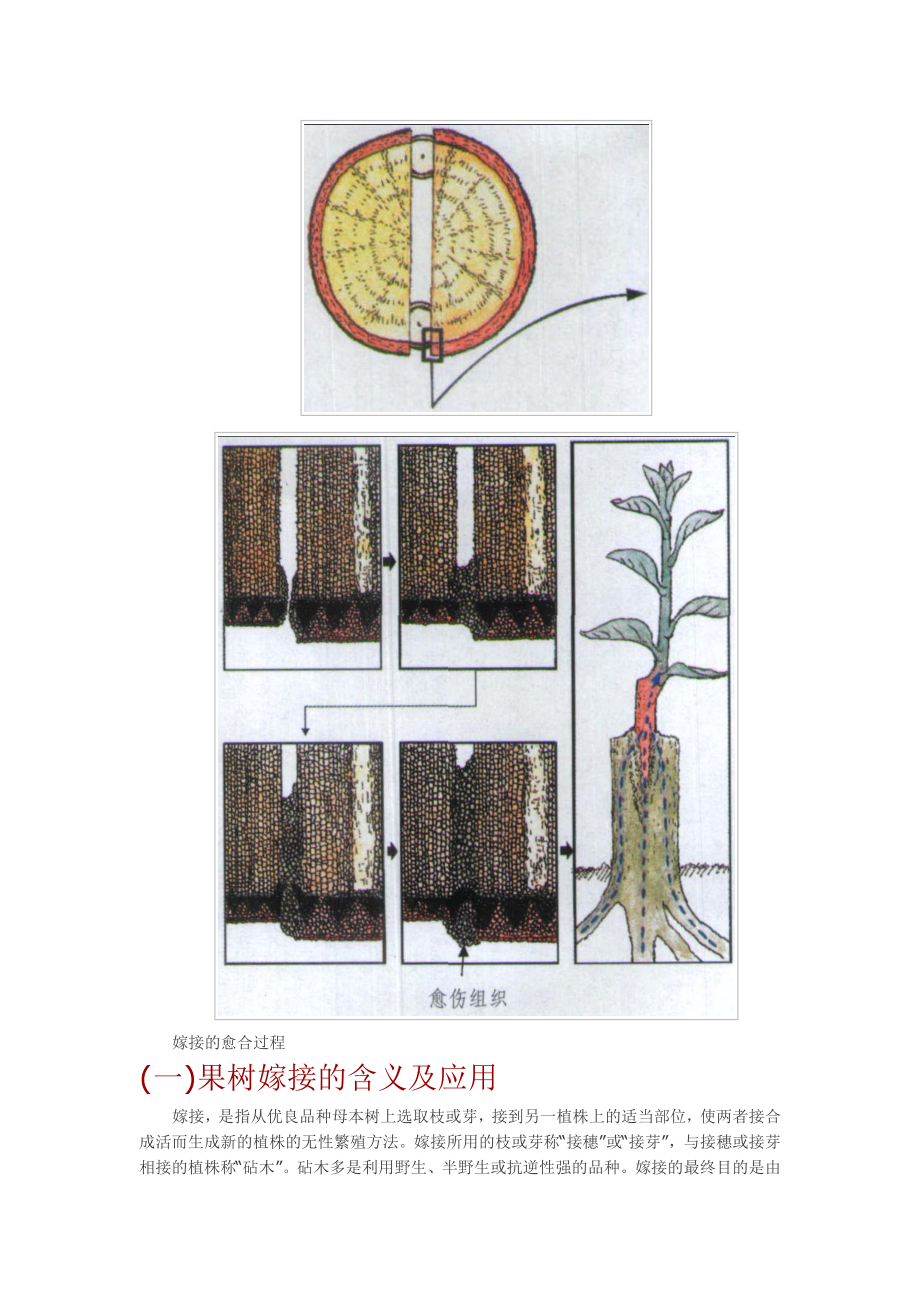 嫁接育苗.doc_第3页