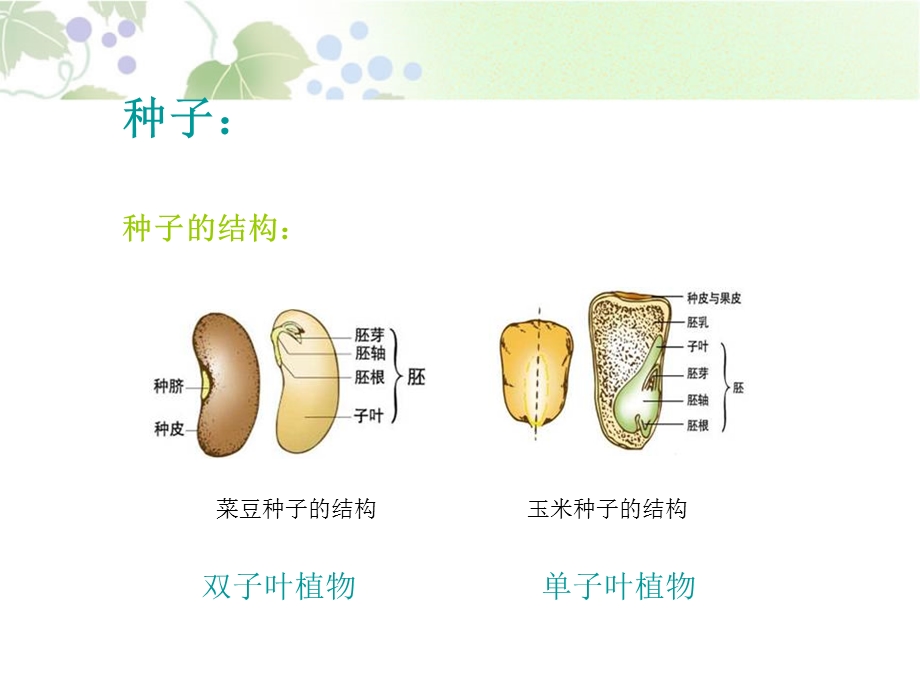 《植物的生长变化》课件1人教版科学四下.pptx_第3页