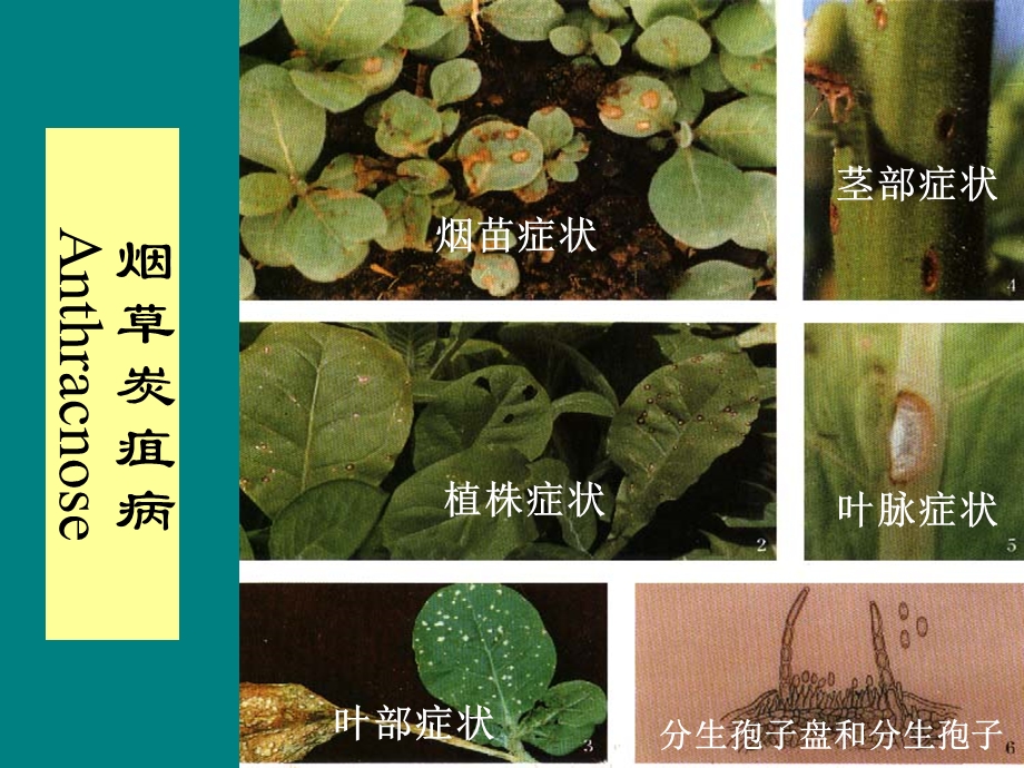 烟草病虫害及缺素症图谱.ppt_第3页