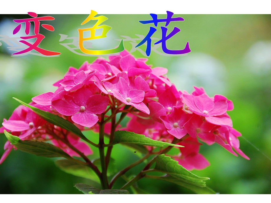 《变色花》课件.ppt_第1页