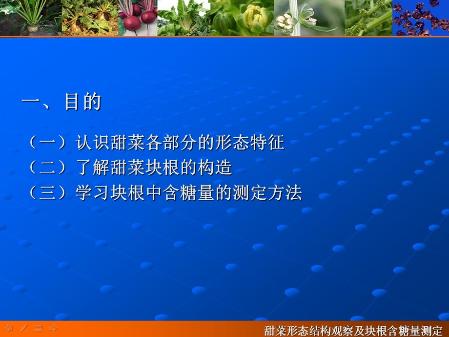 甜菜形态结构观察及块根含糖量测定ppt课件.ppt_第2页