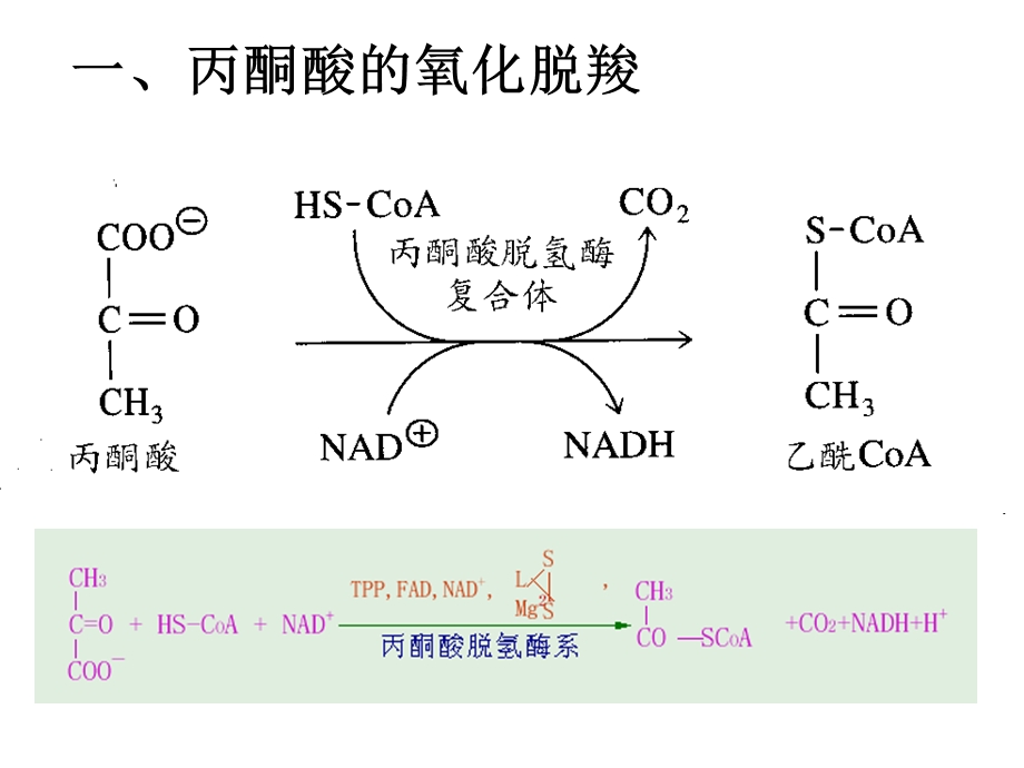 [精品]三羧酸循环(TCA).ppt_第3页