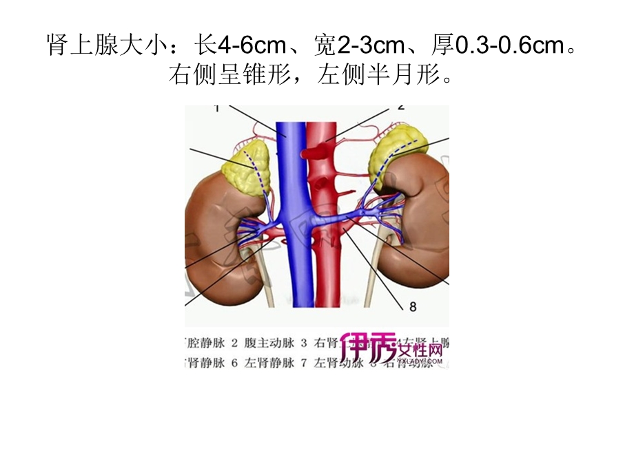 原发性醛固酮增多.ppt_第3页