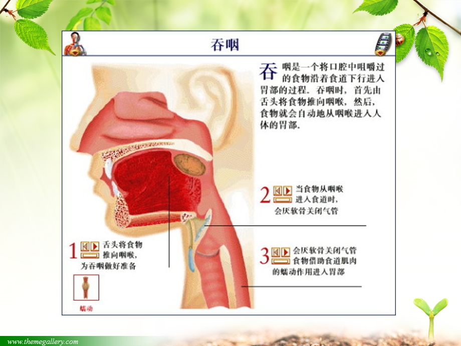 吞咽障碍康复专题解析.ppt_第2页