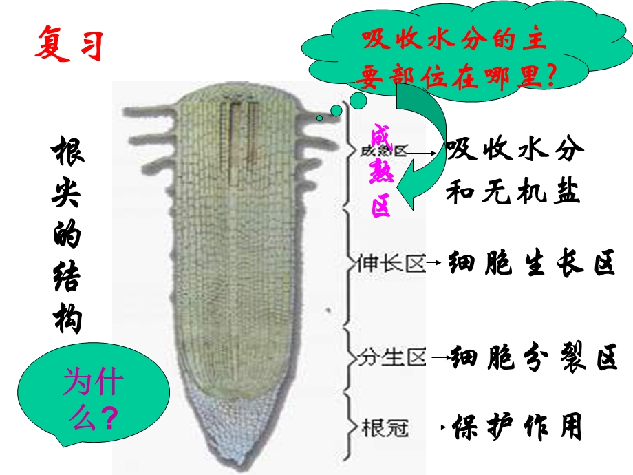 新人教版初中生物七级上册《水分进入植物体内的途径》精品课件.ppt_第3页