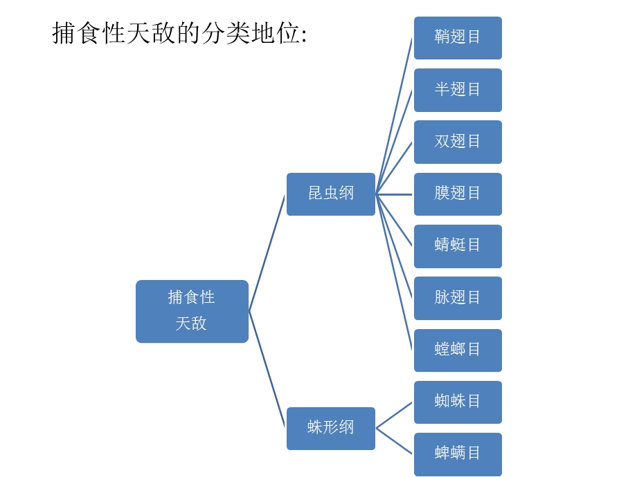 捕食性昆虫.ppt.ppt_第3页