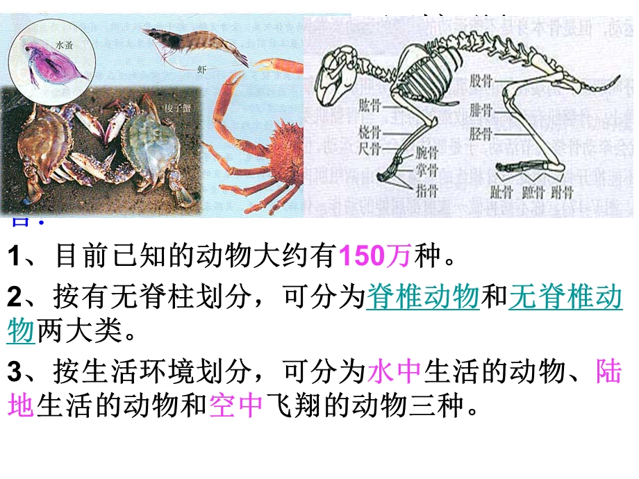 新人教版第五单元第一章第一节腔肠动物和扁形动物.ppt_第2页