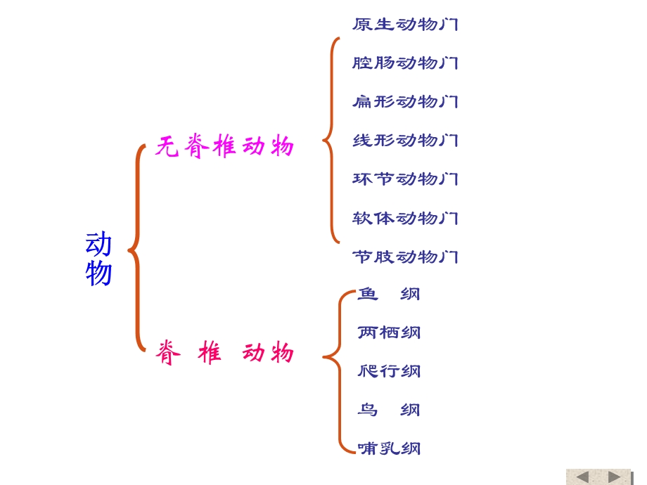 新人教版第五单元第一章第一节腔肠动物和扁形动物.ppt_第3页