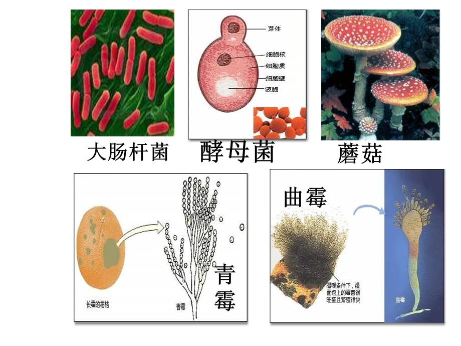 第一节细菌和真菌的分布.ppt.ppt_第2页