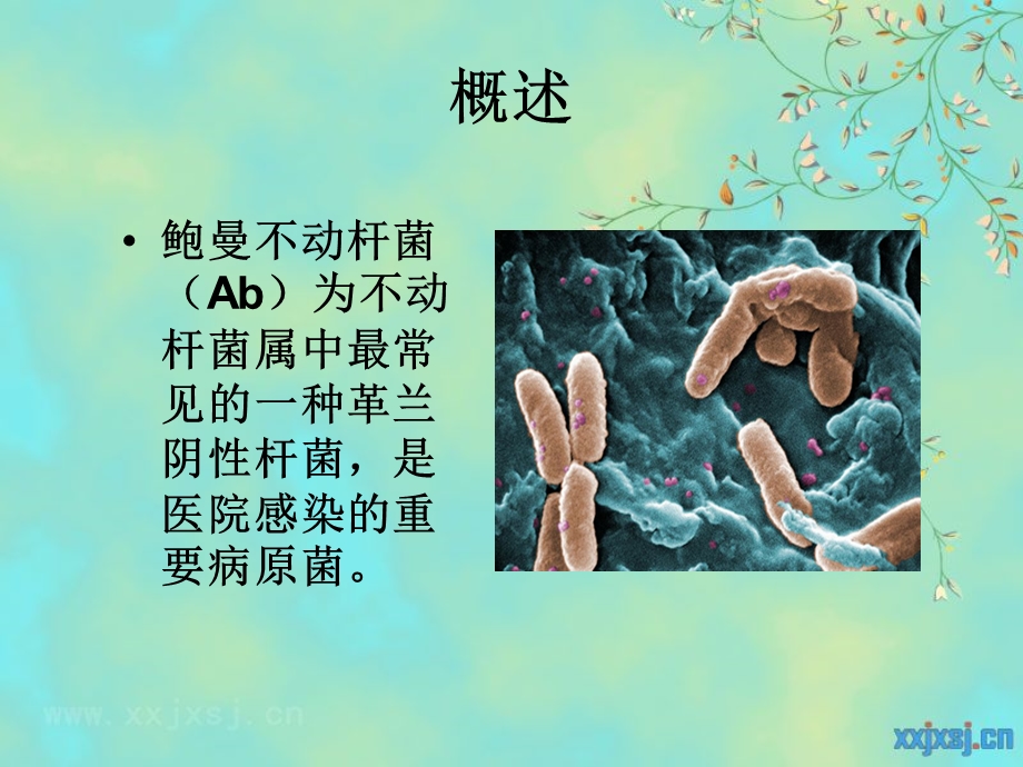 鲍曼不动杆菌.ppt.ppt_第2页