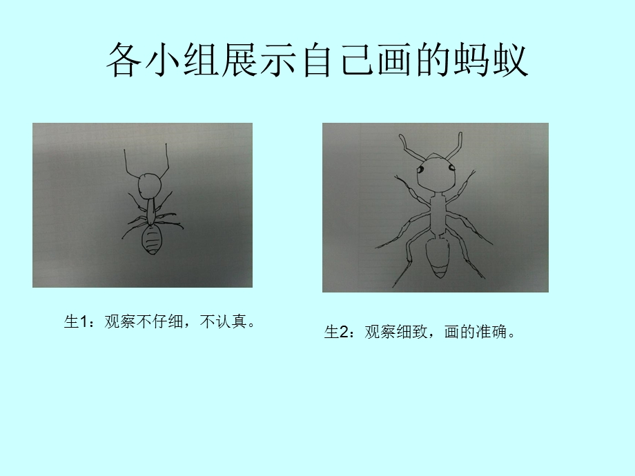 青岛版小学科学三级下册《蚂蚁》课件.ppt_第2页