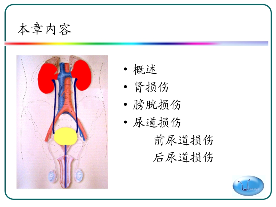 泌尿系损伤护理11.ppt_第2页