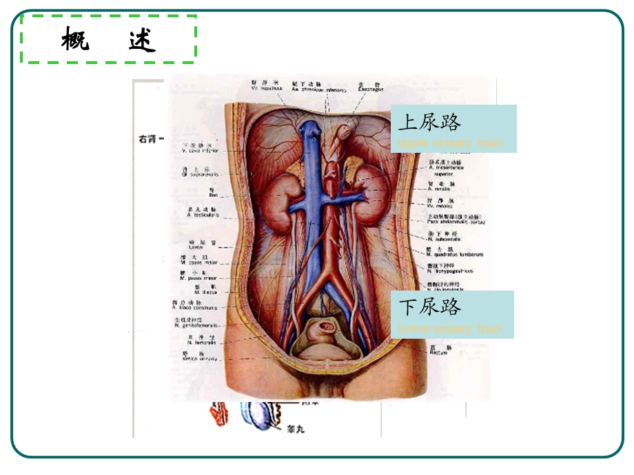 泌尿系损伤护理11.ppt_第3页