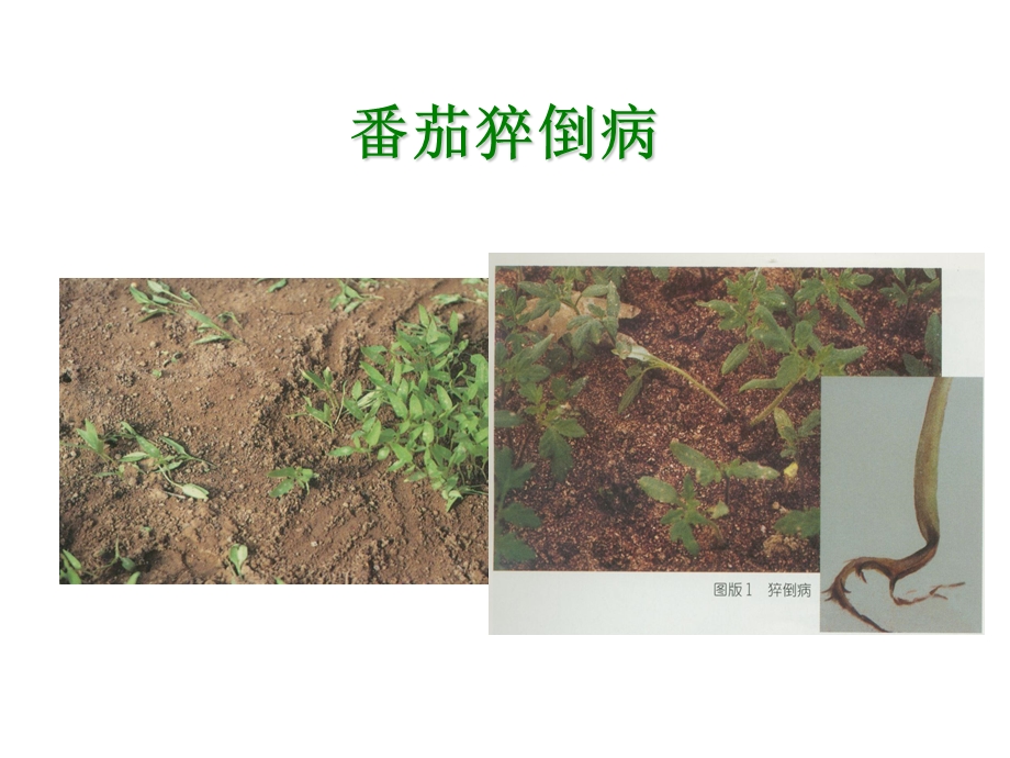 番茄病虫害防治.ppt_第2页