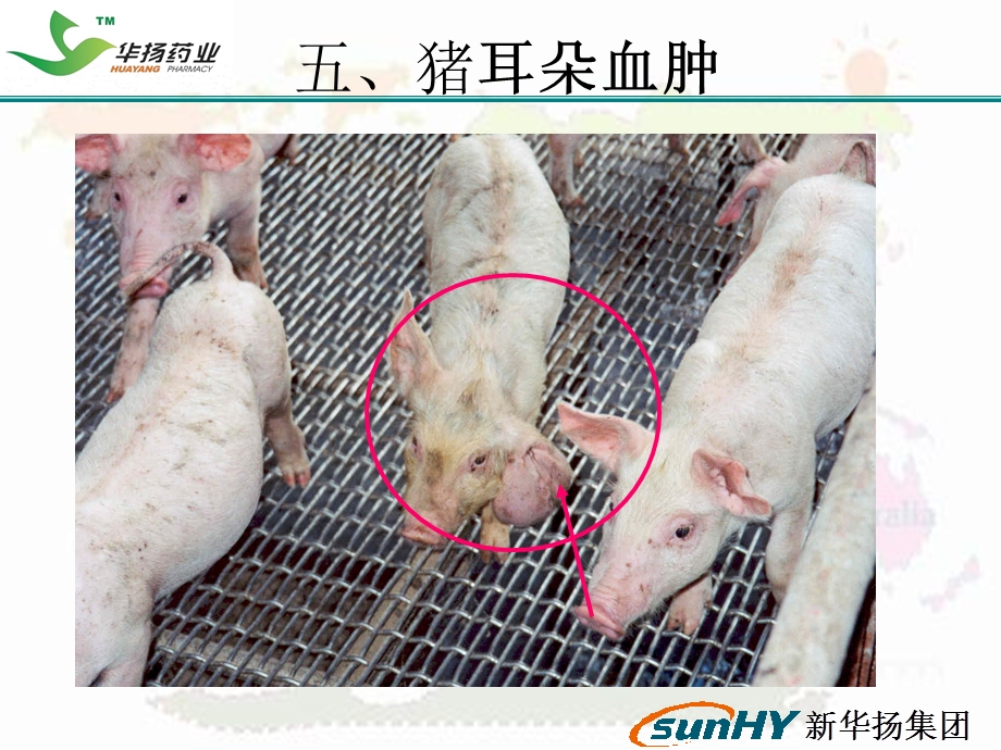 爱畜牧网站：猪场常见问题分析及对策下.ppt_第2页