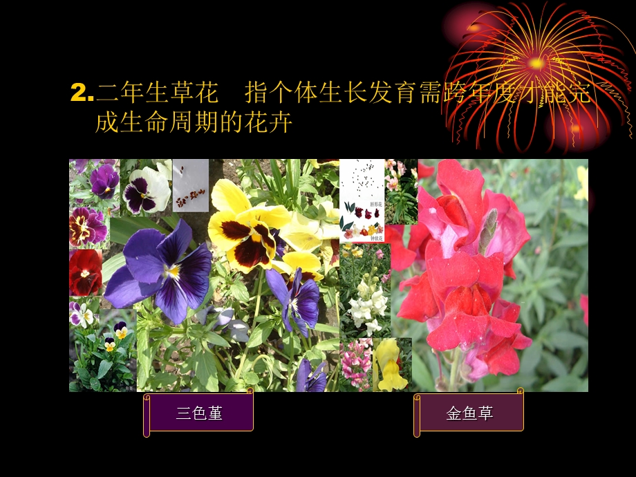 花卉的分类.ppt_第3页