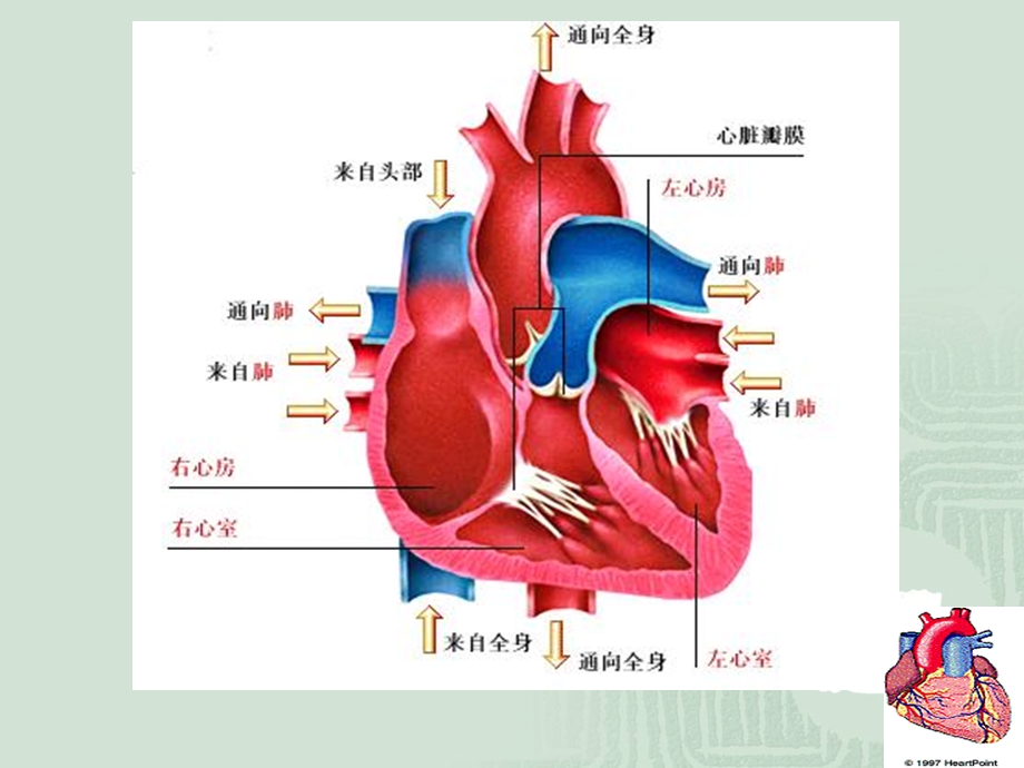 9心力衰竭.ppt_第3页