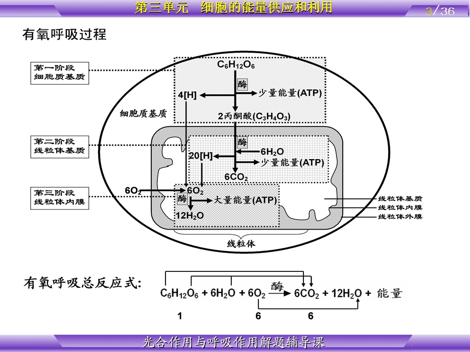 安徽高考二轮复习光合作用与呼吸作用专题.ppt_第3页