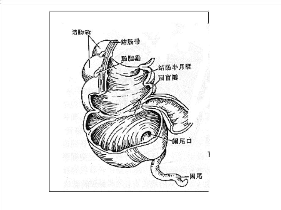 外科讲稿：回盲瓣功能.ppt_第2页