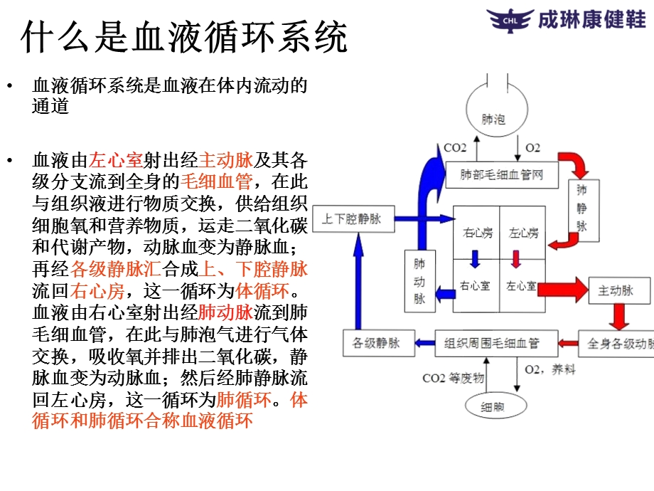 微循环和甲壁微循环检测仪学习.ppt_第2页