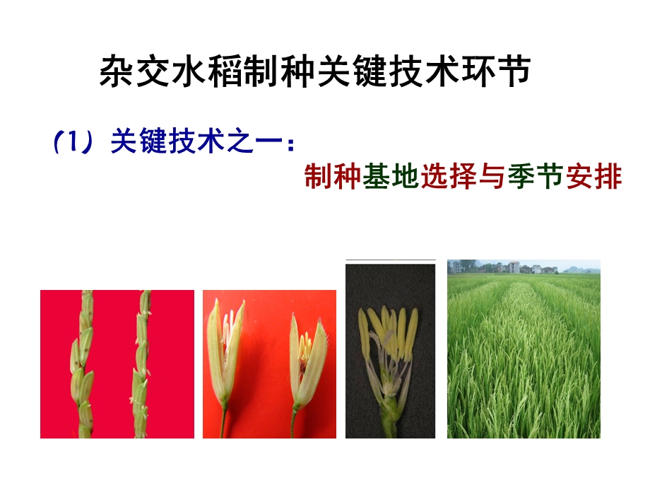 杂交水稻制种技术.ppt_第3页