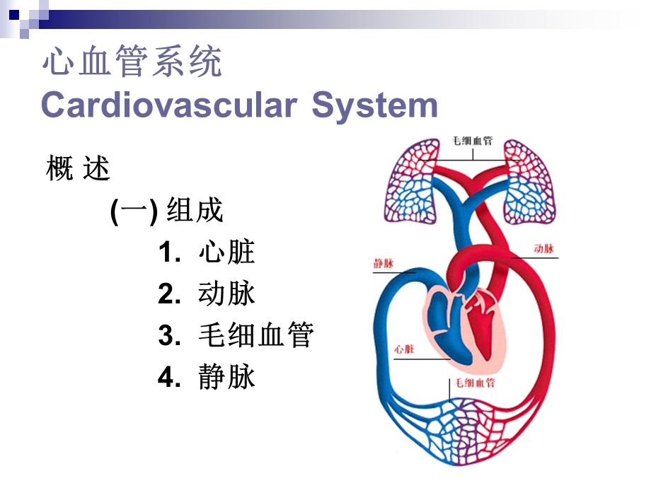 脉管系统心脏().ppt_第3页