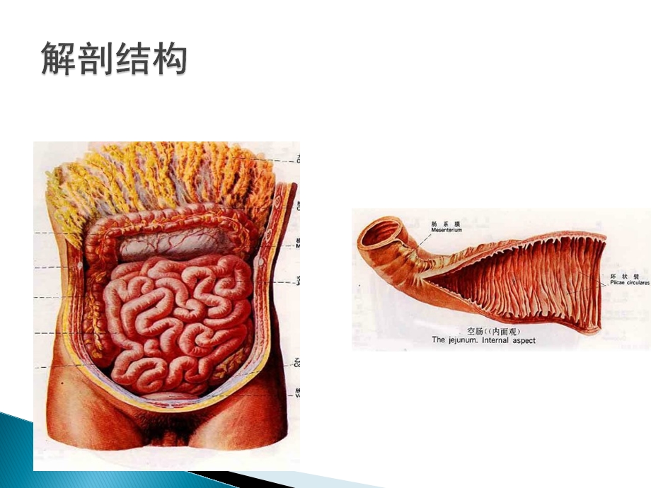 小肠疾病病人的护理培训教程.ppt_第3页