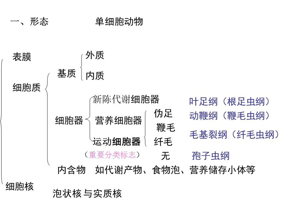 阿米巴原虫鞭毛虫.ppt_第2页