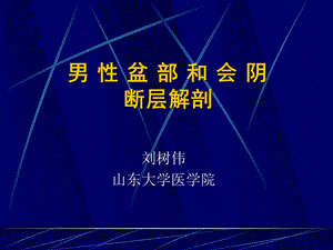 男性盆部和会阴断层解剖.ppt