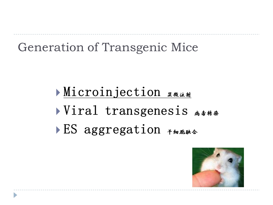 Generation of Transgenic Mice.ppt_第1页