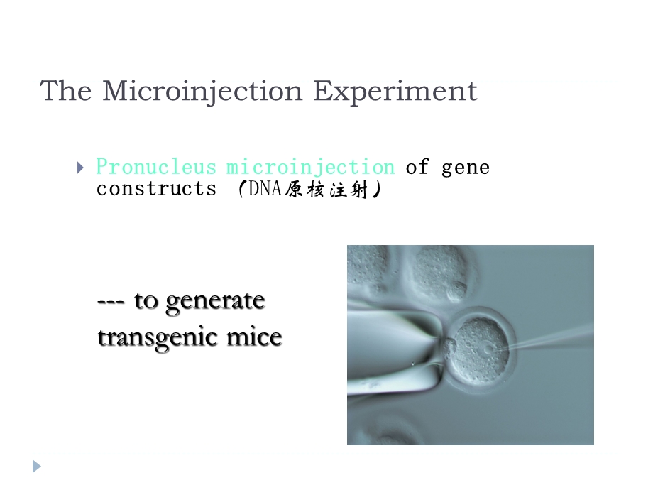 Generation of Transgenic Mice.ppt_第3页