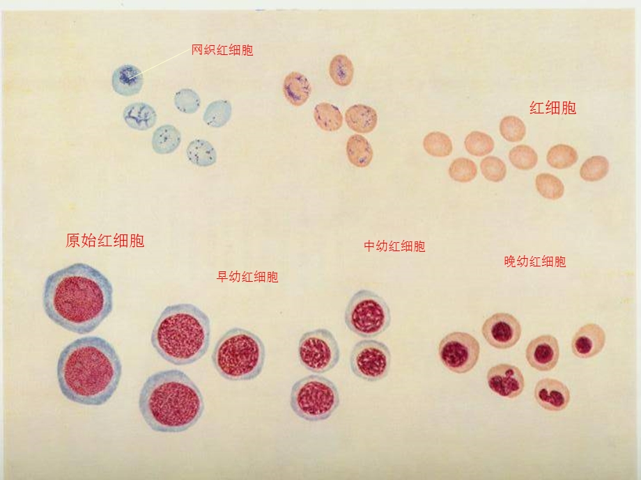 儿科学造血系统.ppt_第3页