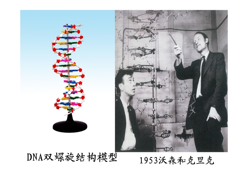 高中生物课件：第二节DNA分子结构及特点.ppt_第2页