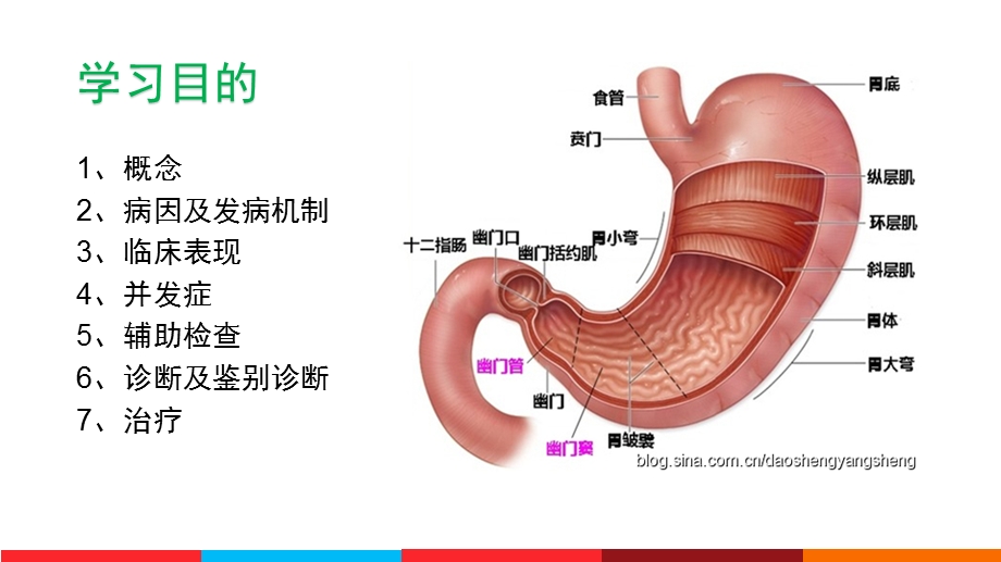 消化性溃疡医学幻灯片.ppt_第2页