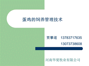 蛋鸡的饲养管理技术1.ppt