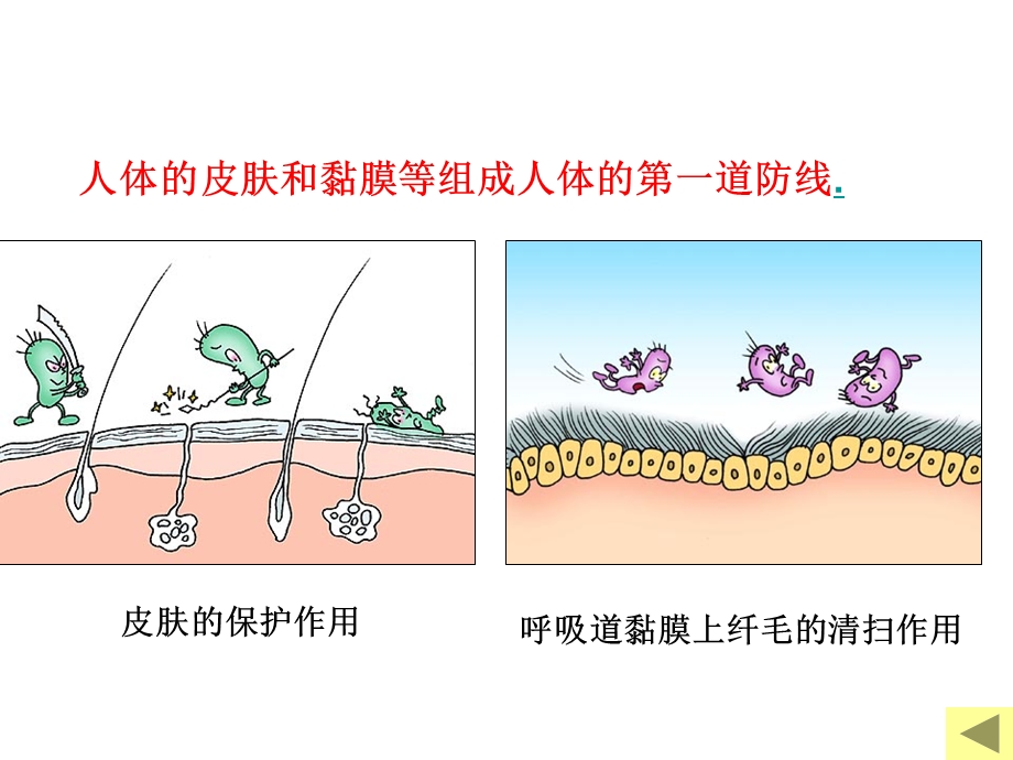 人教版高中生物必修3《免疫调节》精品课件.ppt_第3页