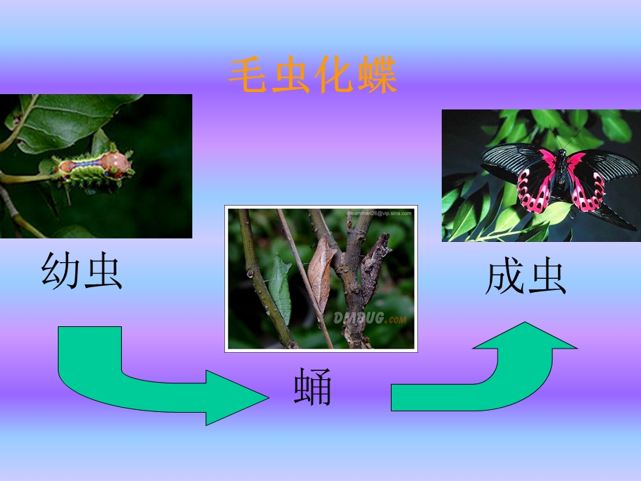 人教版初中生物八级下册课件《昆虫的生殖和发育》 .ppt_第3页