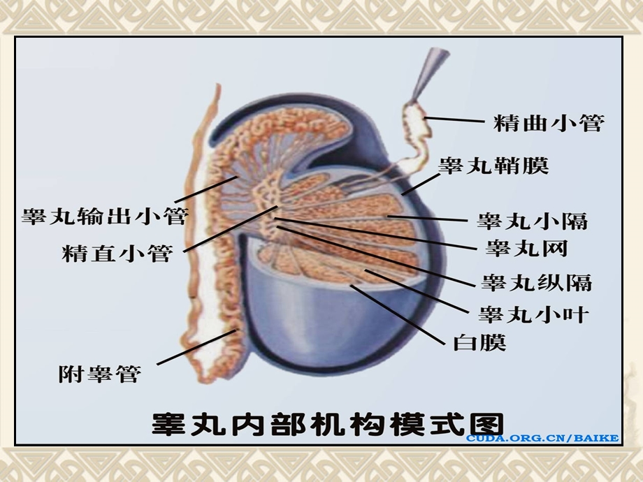 6、阴囊常见疾病超声诊断 (下).ppt_第2页