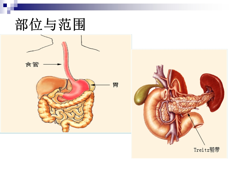 上消化道大出血的诊断和外科处理原则.ppt_第3页