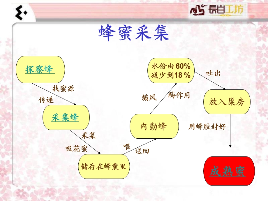 蜂蜜产品植物营养蜜膏培训.ppt_第3页